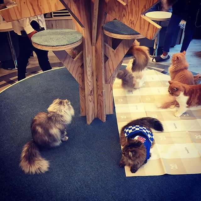 22158878_879056882276581_2952061413452939264_n