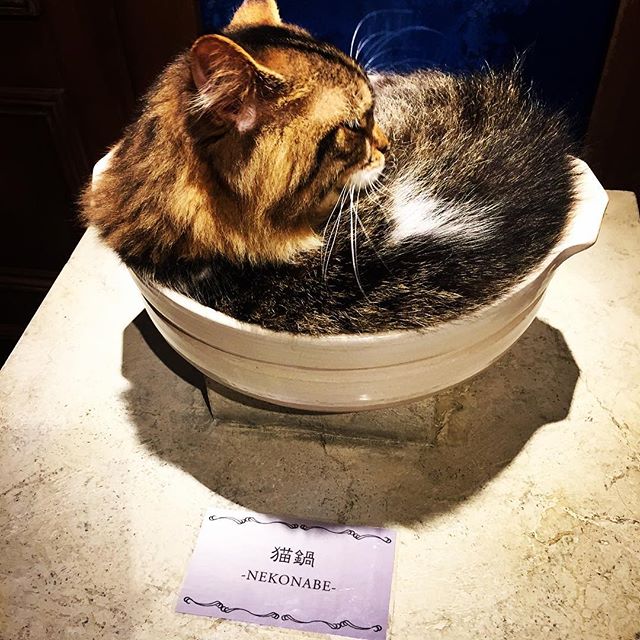 22220577_1847699515541857_4762545224280965120_n